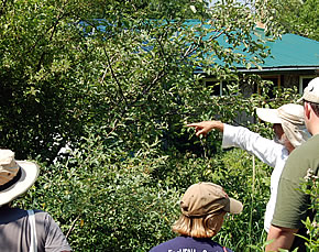 Mark points out the most successful apple varieties