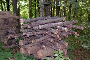 Mushroom forest