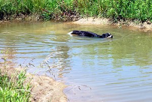 Family dog cools off in one of many pocket ponds