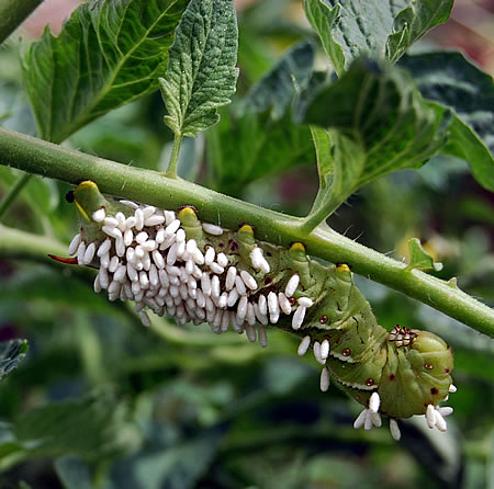 tomatohornworm